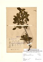 藏品(尾葉灰木)的圖片